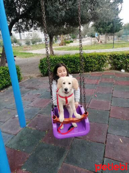 Golden Retriever, Köpek  Maya fotoğrafı