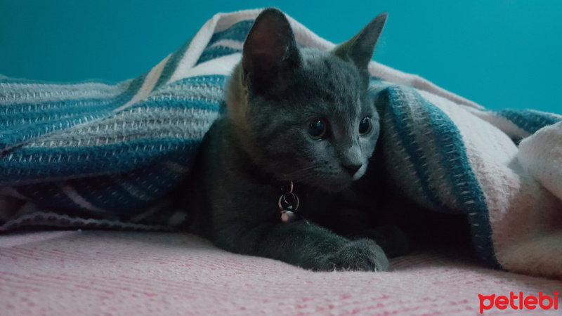 Mavi Rus, Kedi  Fıstık fotoğrafı