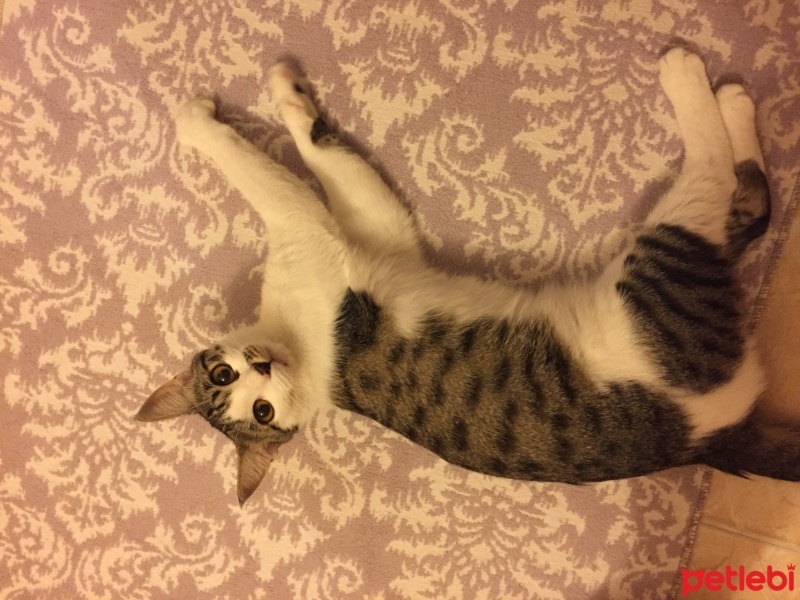 Tekir Kedi, Kedi  Eylül fotoğrafı