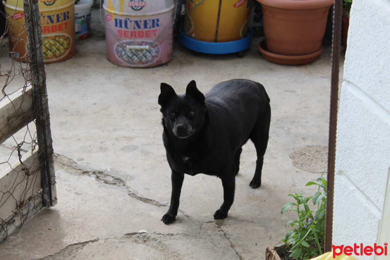 Minyatür Pinscher, Köpek  Bıdık fotoğrafı