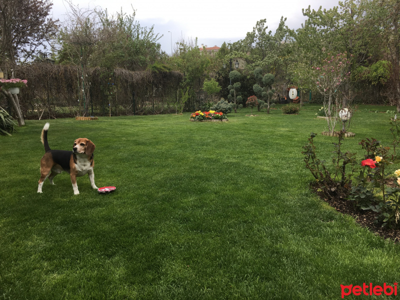 Beagle, Köpek  Obi Wan fotoğrafı
