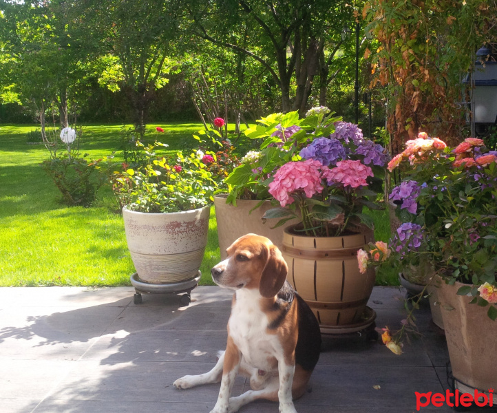 Beagle, Köpek  Obi Wan fotoğrafı