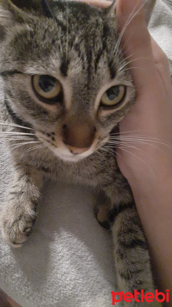Tekir Kedi, Kedi  Çakıl fotoğrafı