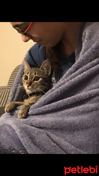 Tekir Kedi, Kedi  Çakıl fotoğrafı