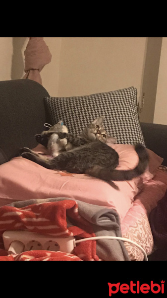 Tekir Kedi, Kedi  Çakıl fotoğrafı