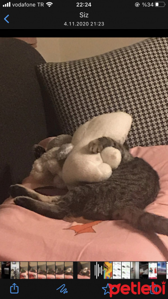 Tekir Kedi, Kedi  Çakıl fotoğrafı