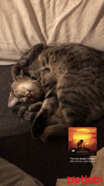Tekir Kedi, Kedi  Çakıl fotoğrafı