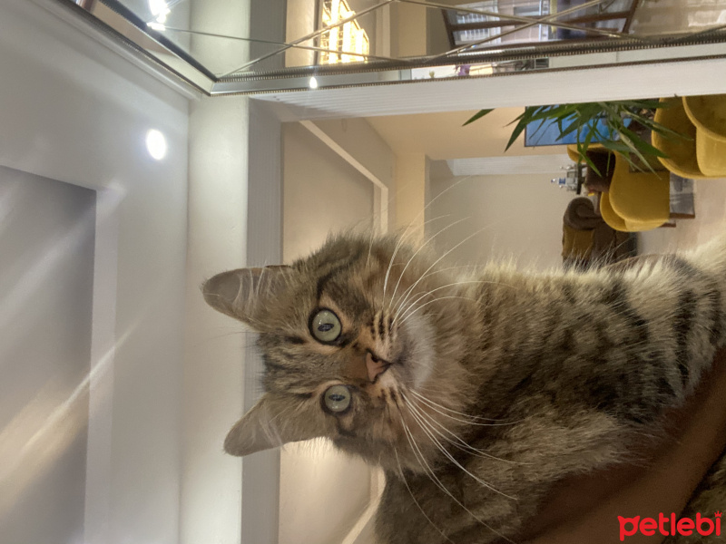 Tekir Kedi, Kedi  Yılışık fotoğrafı