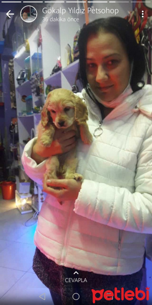 Amerikan Cocker Spaniel, Köpek  Şila fotoğrafı