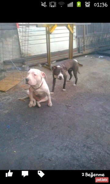 Amerikan Pitbull Terrier, Köpek  Kral fotoğrafı