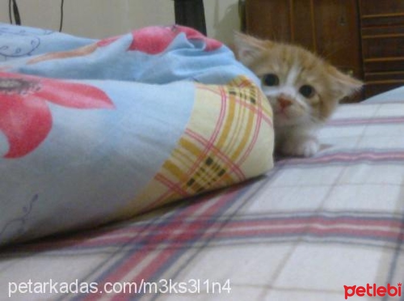 Laperm, Kedi  Kamil fotoğrafı