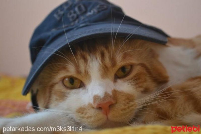 Laperm, Kedi  Kamil fotoğrafı