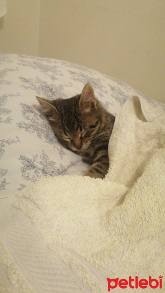 Tekir Kedi, Kedi  EZEL fotoğrafı