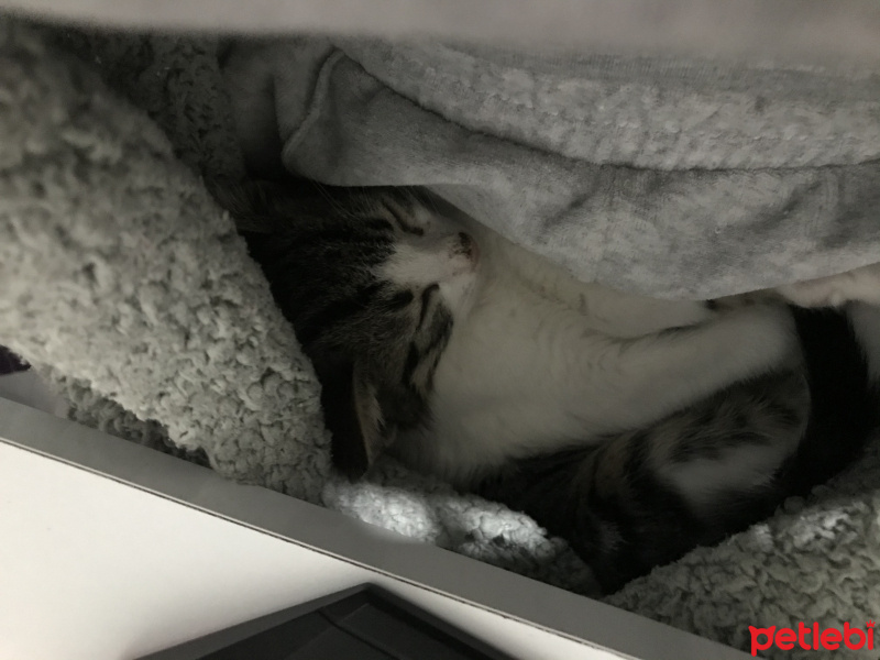 Tekir Kedi, Kedi  Harvey fotoğrafı