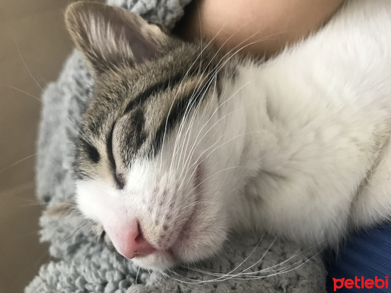Tekir Kedi, Kedi  Harvey fotoğrafı