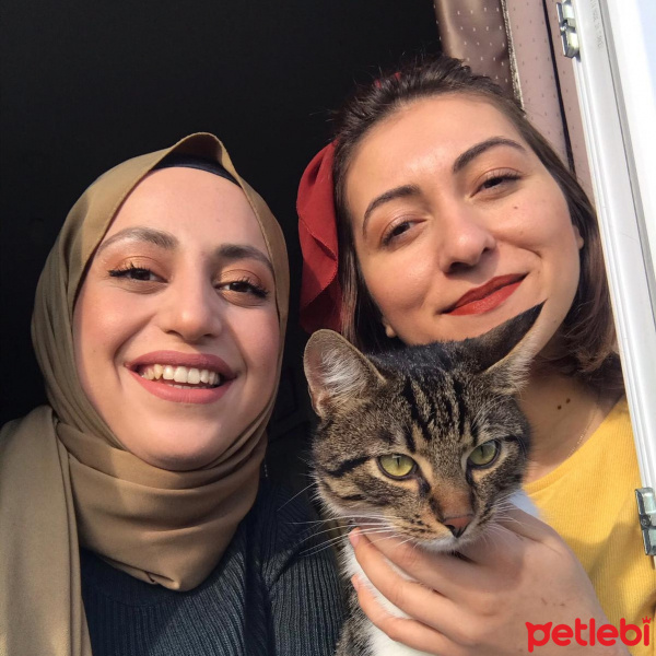 Tekir Kedi, Kedi  Zuzu fotoğrafı