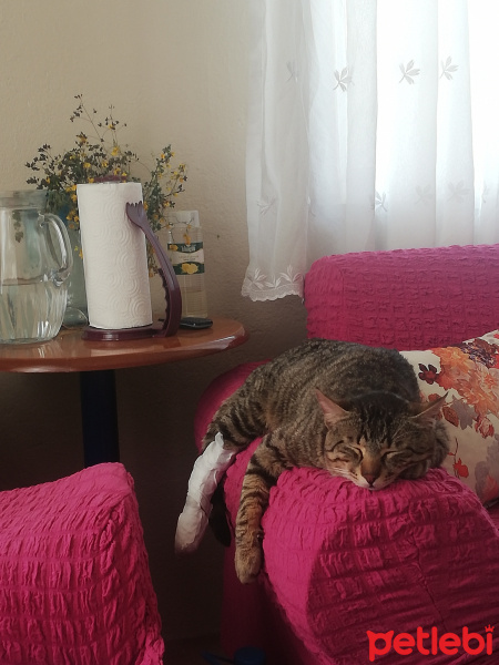 Tekir Kedi, Kedi  Zuzu fotoğrafı