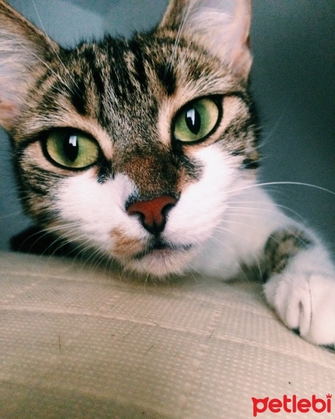 Tekir Kedi, Kedi  Mırmır fotoğrafı