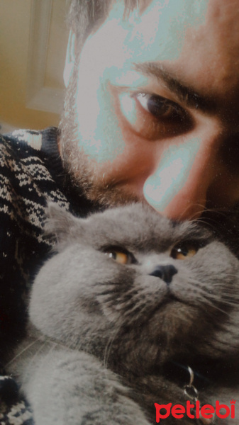 British Shorthair, Kedi  Torun fotoğrafı