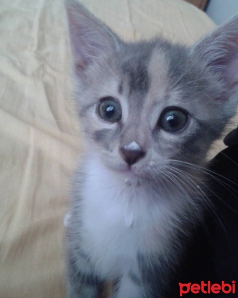 Tekir Kedi, Kedi  Peluş fotoğrafı