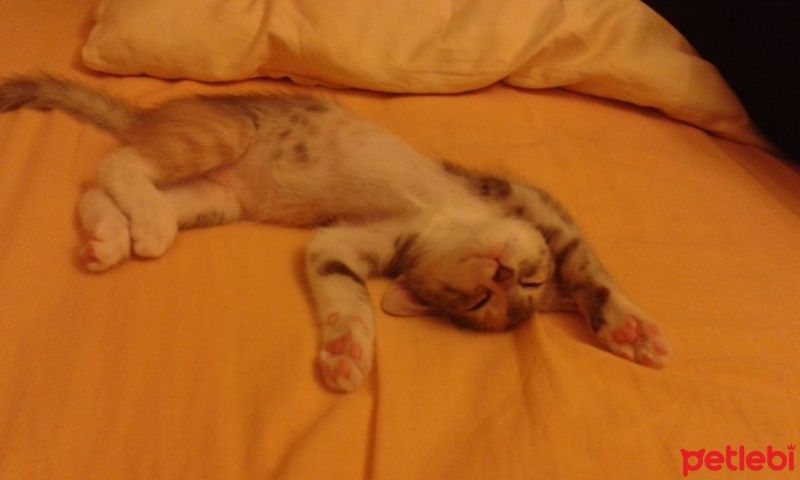 Tekir Kedi, Kedi  Peluş fotoğrafı