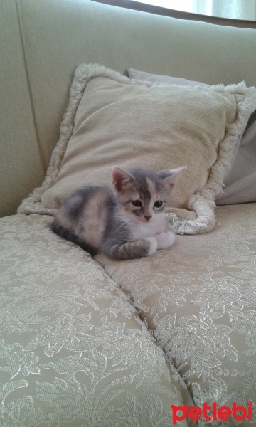 Tekir Kedi, Kedi  Peluş fotoğrafı