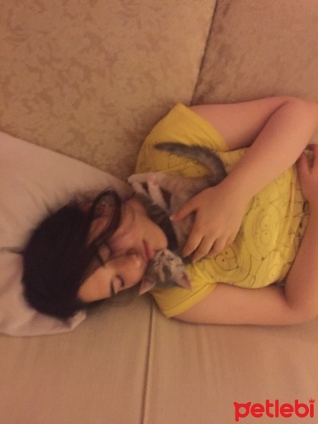 Tekir Kedi, Kedi  Peluş fotoğrafı