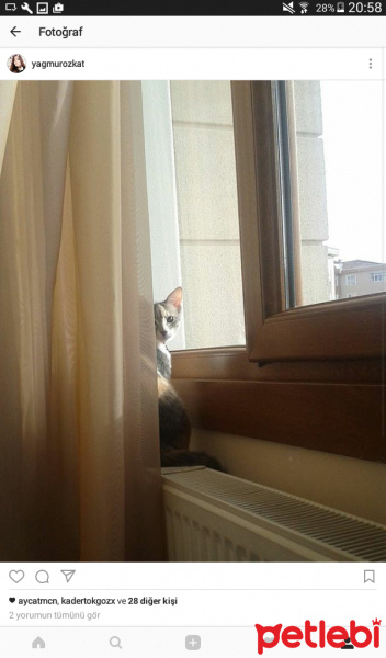 Tekir Kedi, Kedi  Peluş fotoğrafı