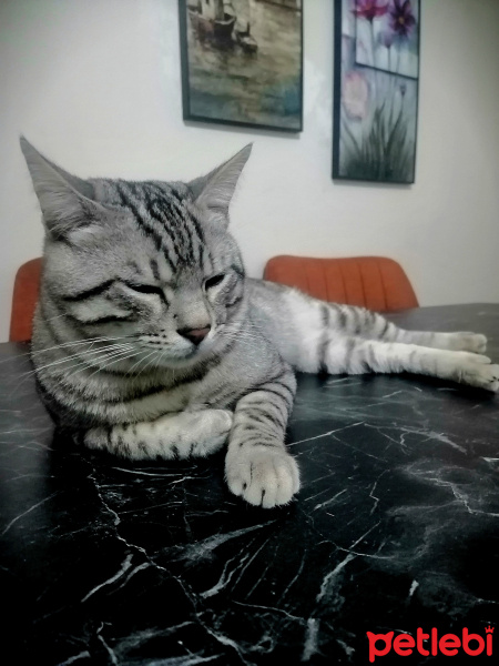 European Shorthair, Kedi  Pati fotoğrafı