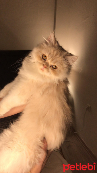 İran Kedisi (Persian), Kedi  Badem fotoğrafı