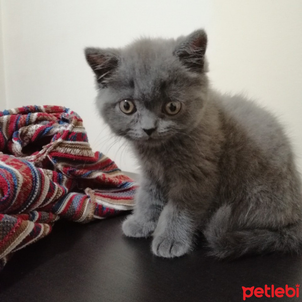 British Shorthair, Kedi  topi fotoğrafı