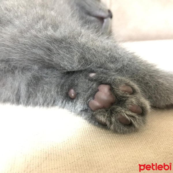 British Shorthair, Kedi  topi fotoğrafı