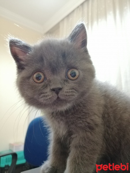 British Shorthair, Kedi  topi fotoğrafı