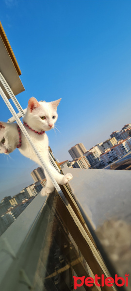 Van Kedisi, Kedi  Pamuk fotoğrafı