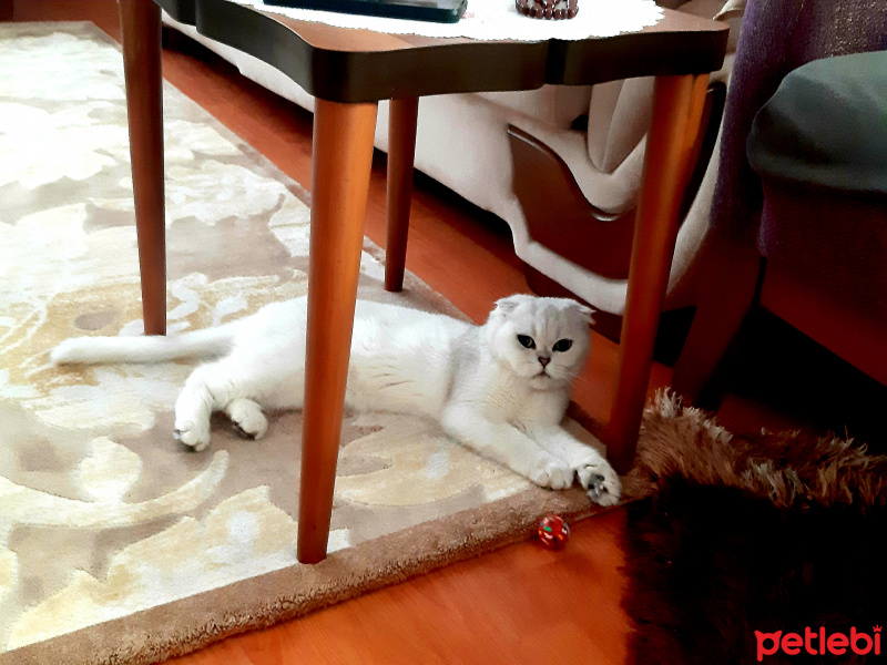 Scottish Fold, Kedi  Zarife fotoğrafı