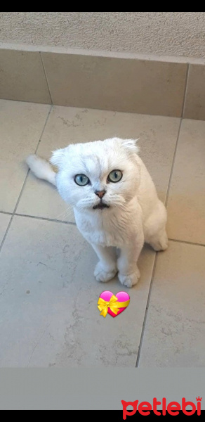 Scottish Fold, Kedi  Zarife fotoğrafı
