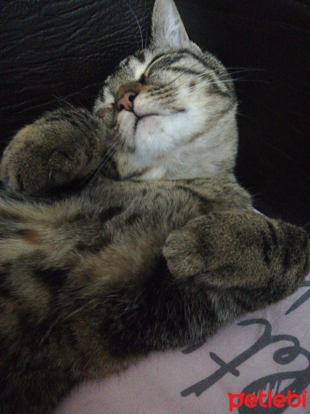 Tekir Kedi, Kedi  Maya fotoğrafı