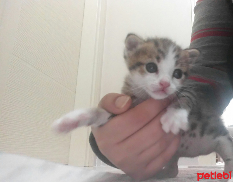 Tekir Kedi, Kedi  adi henuz yok fotoğrafı