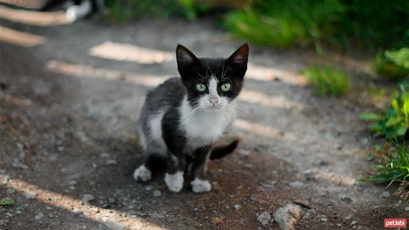 Tekir Kedi, Kedi  Kedi :) fotoğrafı