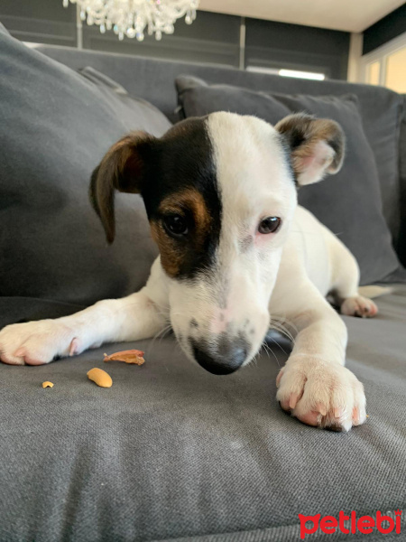 Jack Russell Terrier, Köpek  Latte fotoğrafı
