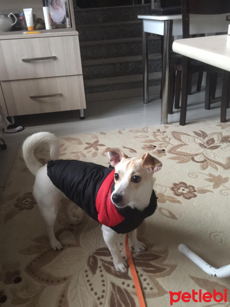 Jack Russell Terrier, Köpek  Çakıl fotoğrafı