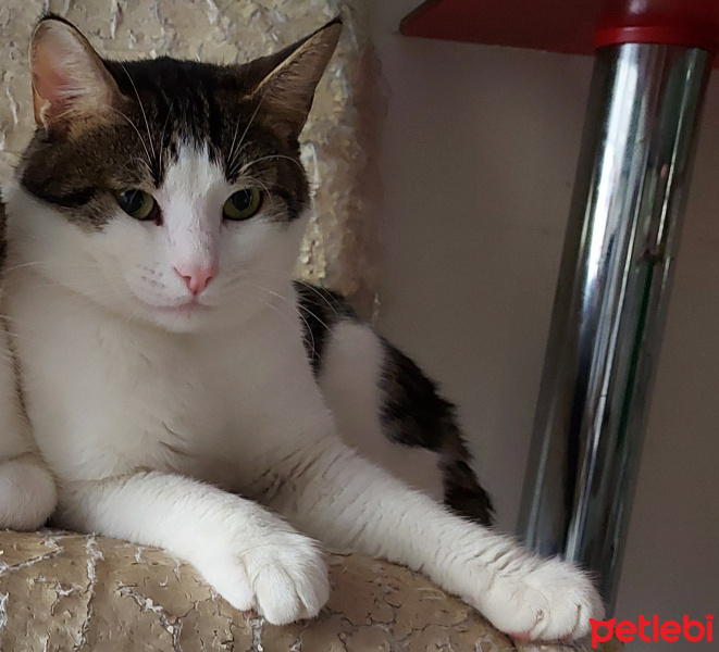 Tekir Kedi, Kedi  Çiko fotoğrafı