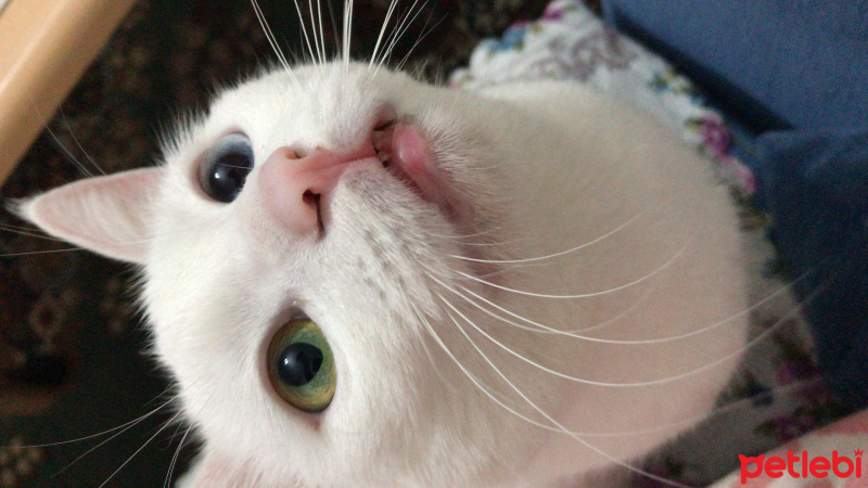 Van Kedisi, Kedi  Vegas fotoğrafı