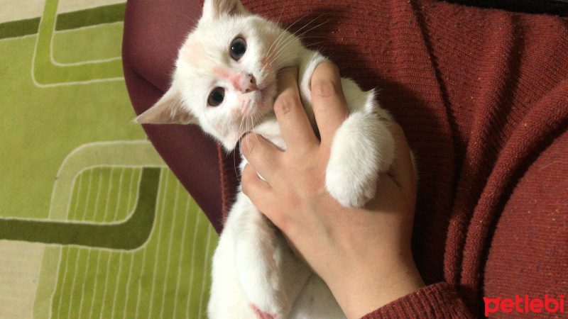 Van Kedisi, Kedi  Vegas fotoğrafı