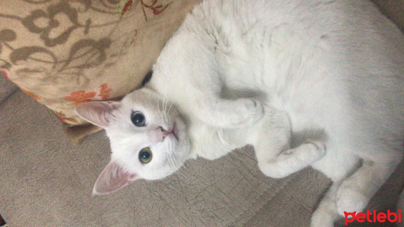 Van Kedisi, Kedi  Vegas fotoğrafı