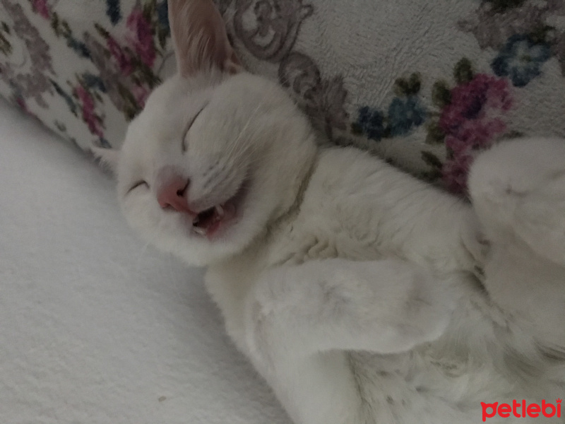 Van Kedisi, Kedi  Vegas fotoğrafı