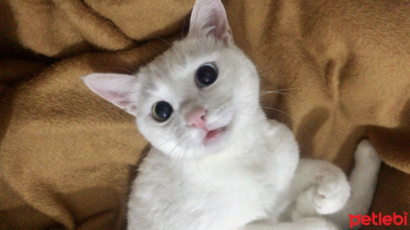 Van Kedisi, Kedi  Vegas fotoğrafı