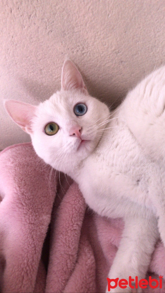 Van Kedisi, Kedi  Vegas fotoğrafı