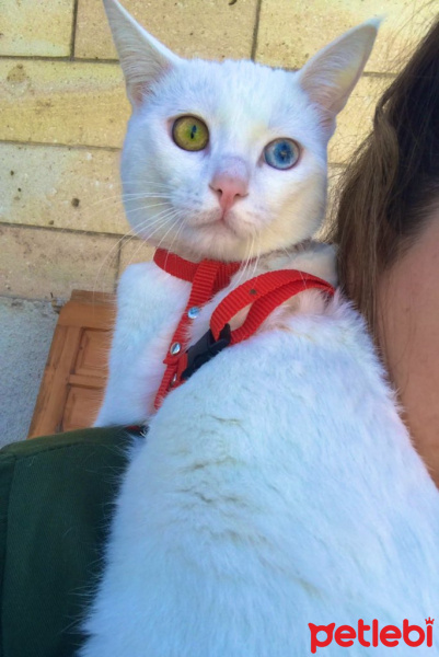 Van Kedisi, Kedi  Vegas fotoğrafı