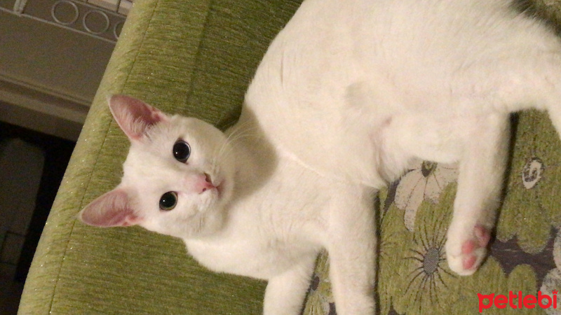 Van Kedisi, Kedi  Vegas fotoğrafı